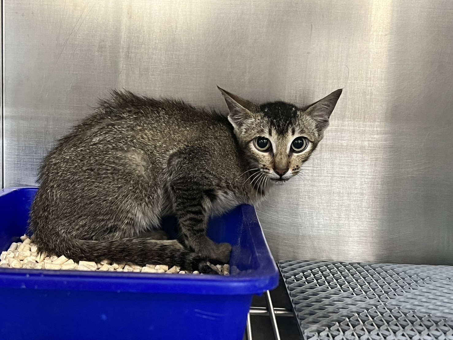 Photo of No. CAAAG1140525001, Young · Male · Small · Mixed breed