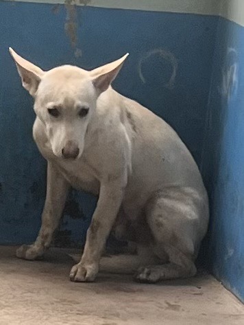 Photo of No. EAAAG1140526001, Adult · Male · Large · Mixed breed