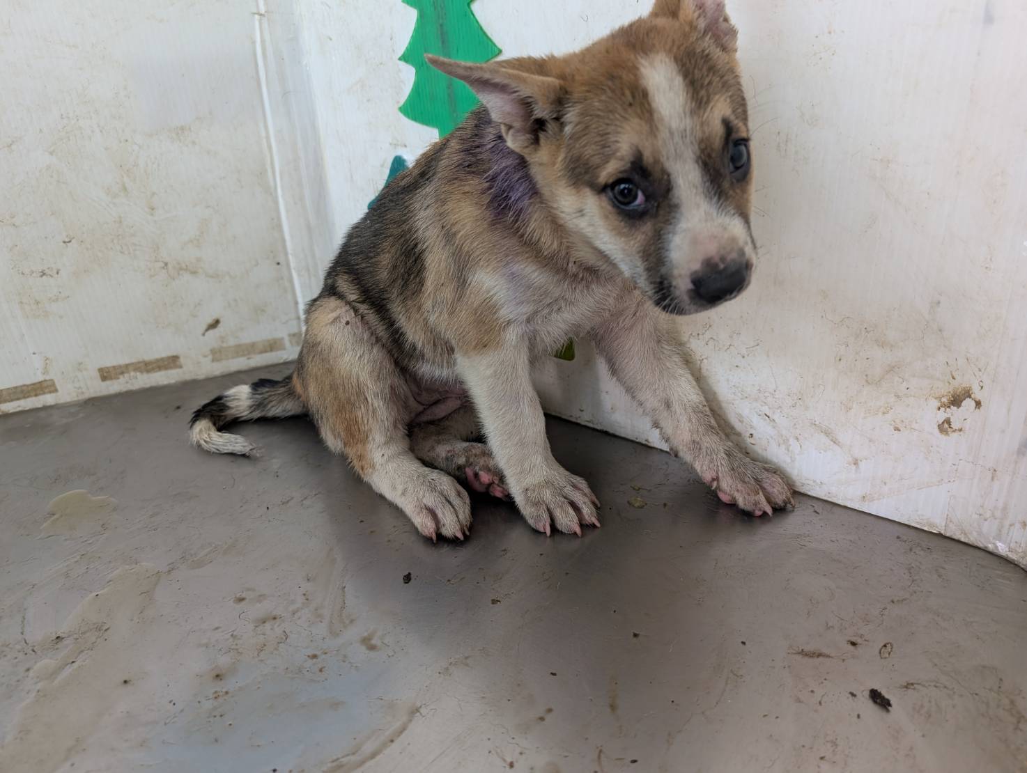 Photo of No. LAABG114032508, Adult · Female · Large · Mixed breed