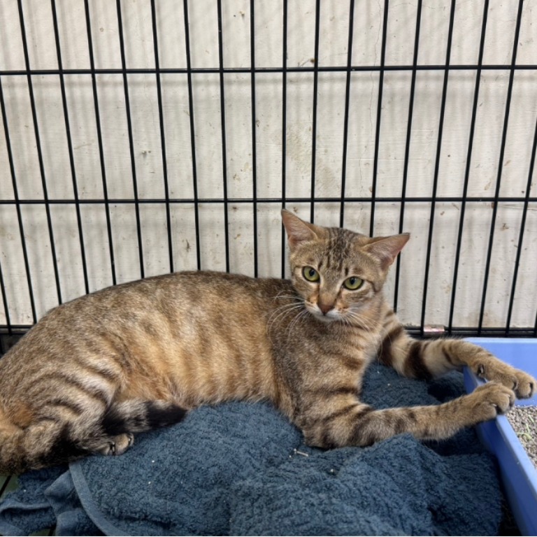 Photo of No. S14C0527-01, Adult · Male · Medium · Mixed breed