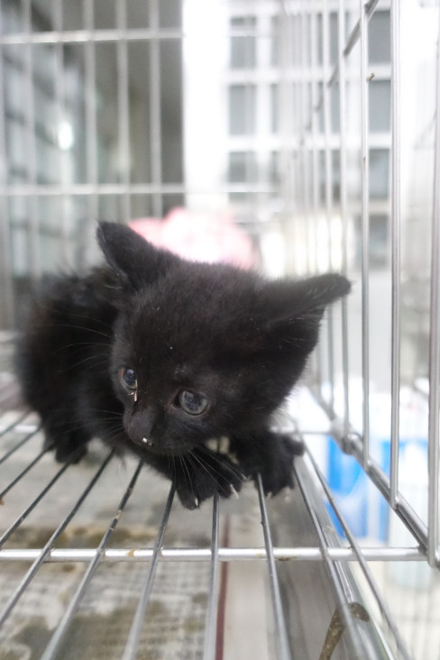 Photo of No. 1140916, Young · Small · Mixed breed