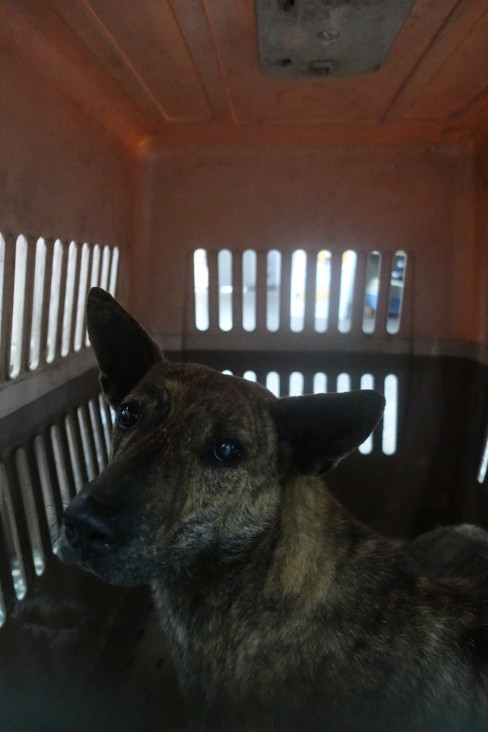 Photo of No. 1140917, Adult · Male · Large · Mixed breed