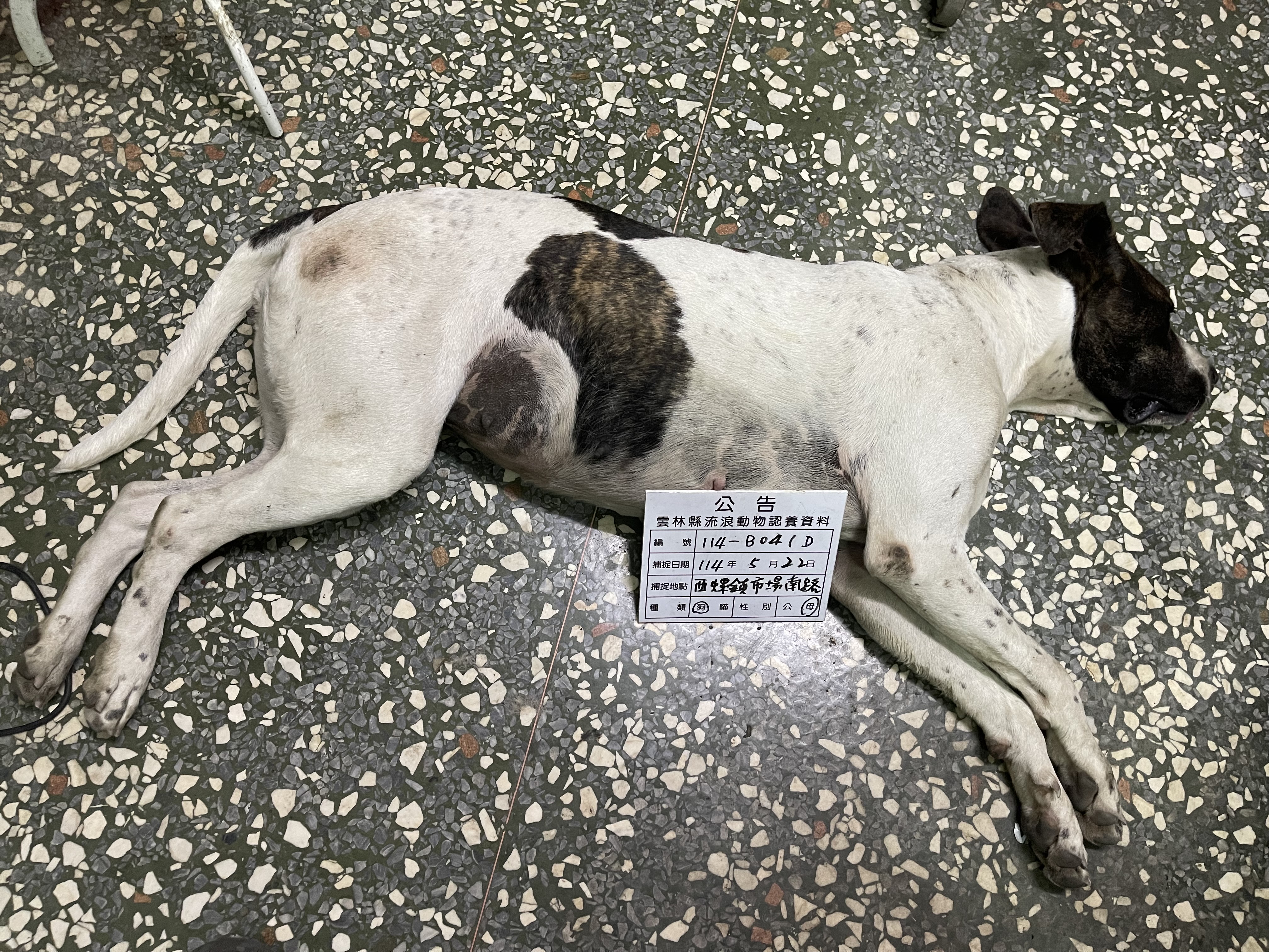 Photo of No. 114-B041D, Adult · Female · Large · Mixed breed