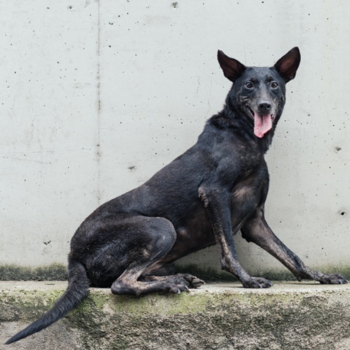 Photo of No. AAAFG1070504001, Adult · Female · Medium · Mixed breed