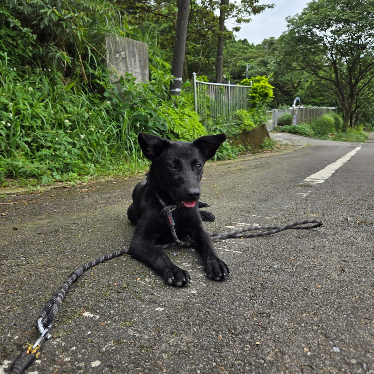 Black adult female mixed-breed dog, Medium, shelter no. …4001