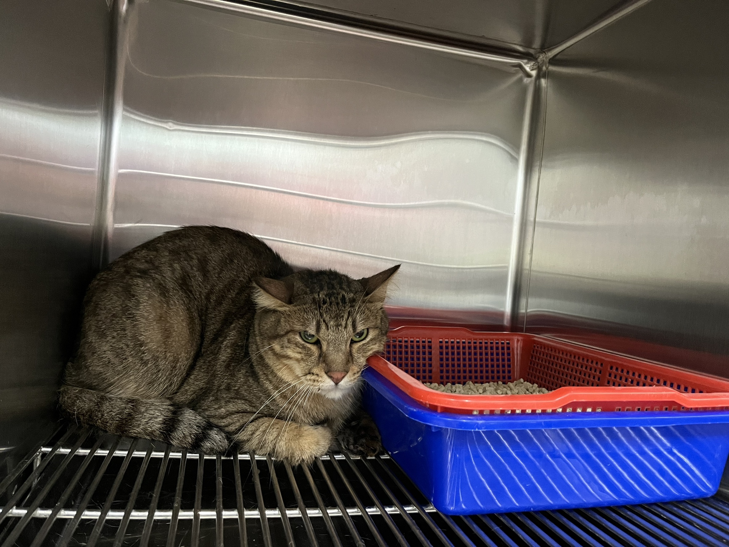 Photo of No. VAAAG114060408, Adult · Male · Medium · Mixed breed