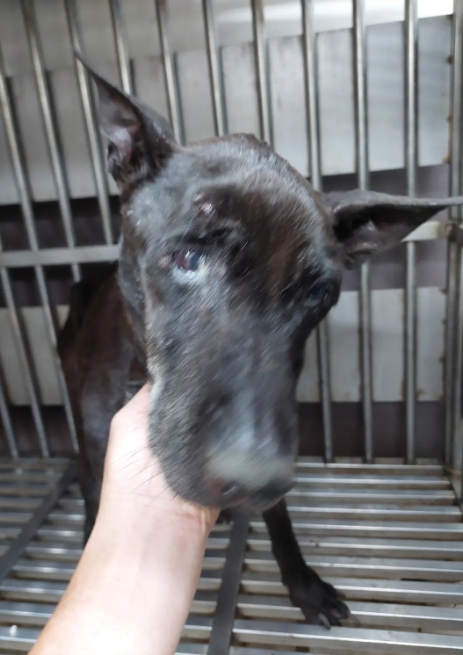 Photo of No. AAAHG1140605002, Adult · Female · Medium · Mixed breed