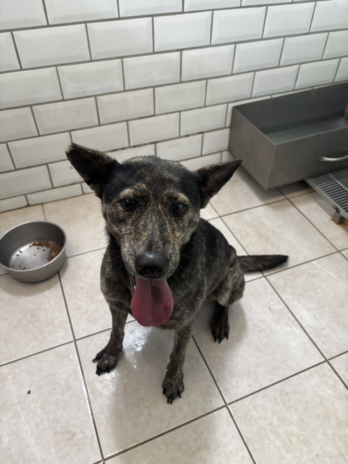 Photo of No. AAAHG1140605003, Adult · Female · Medium · Mixed breed