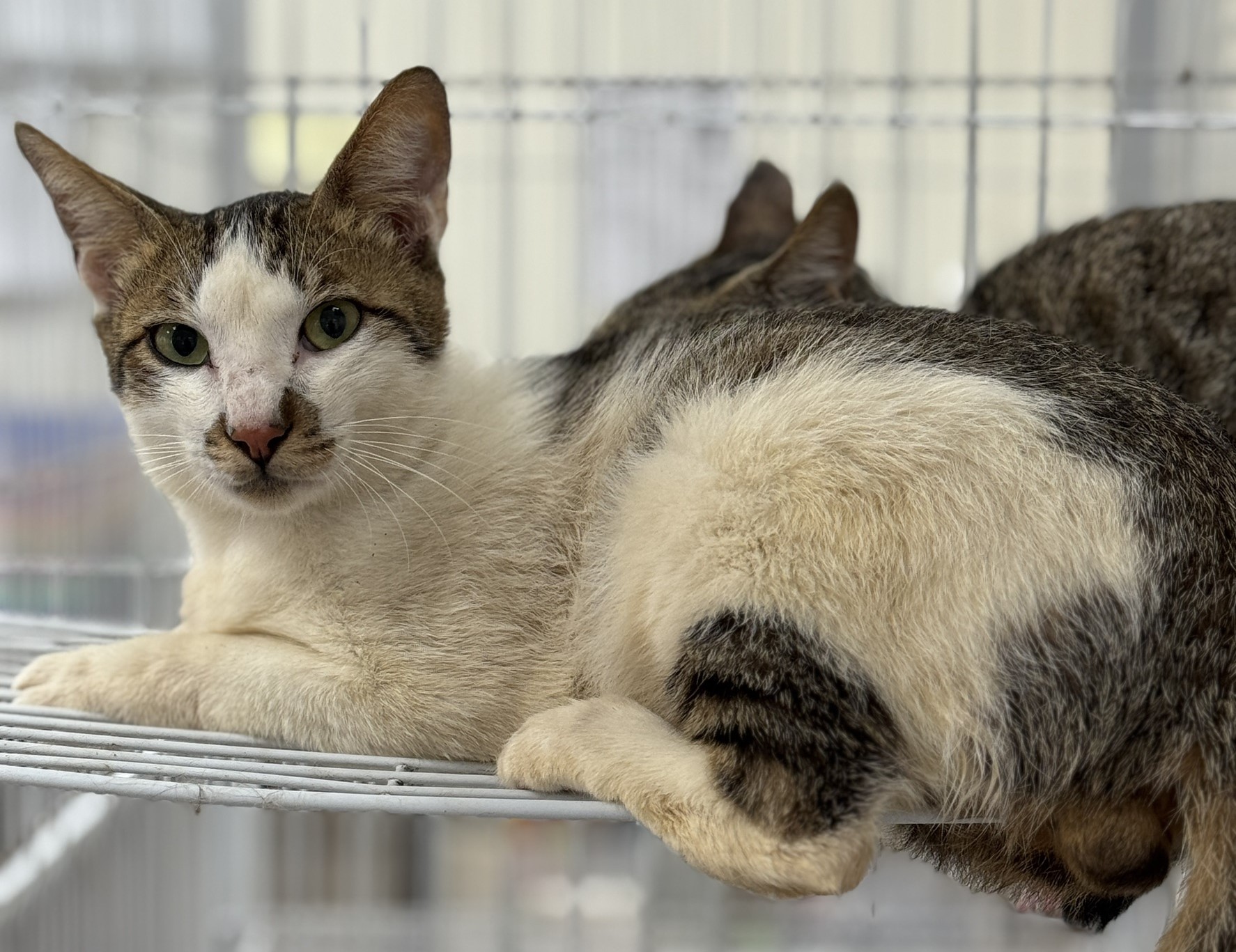 Photo of No. EAAAG1140606012, Adult · Male · Large · Mixed breed