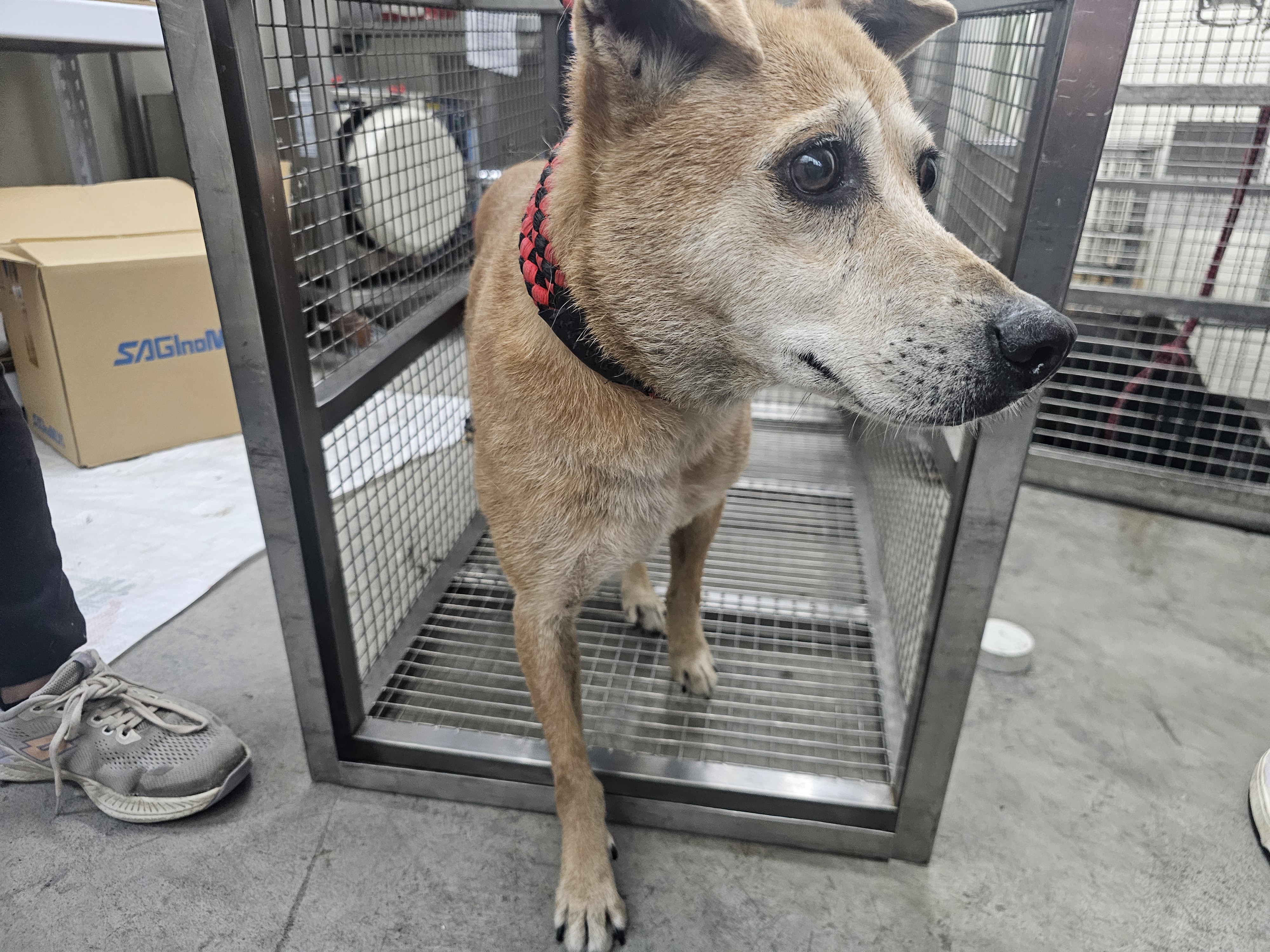 Photo of No. VAAAG114060609, Adult · Female · Medium · Mixed breed