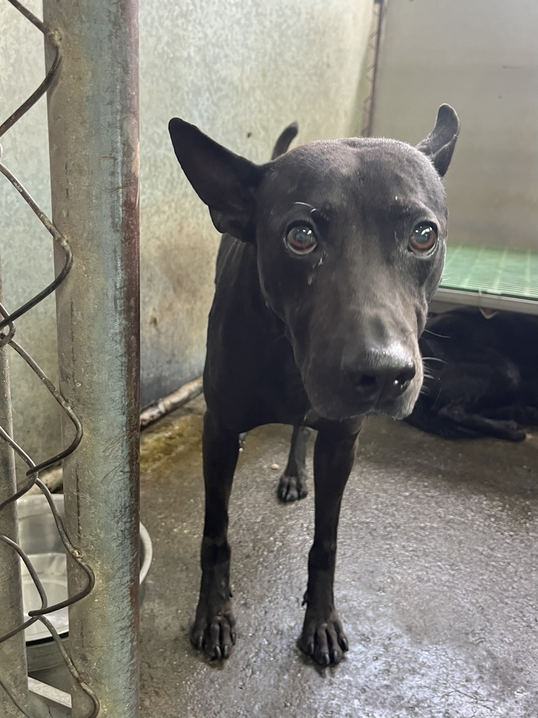 Photo of No. GAAAG1140607005, Adult · Male · Medium · Mixed breed