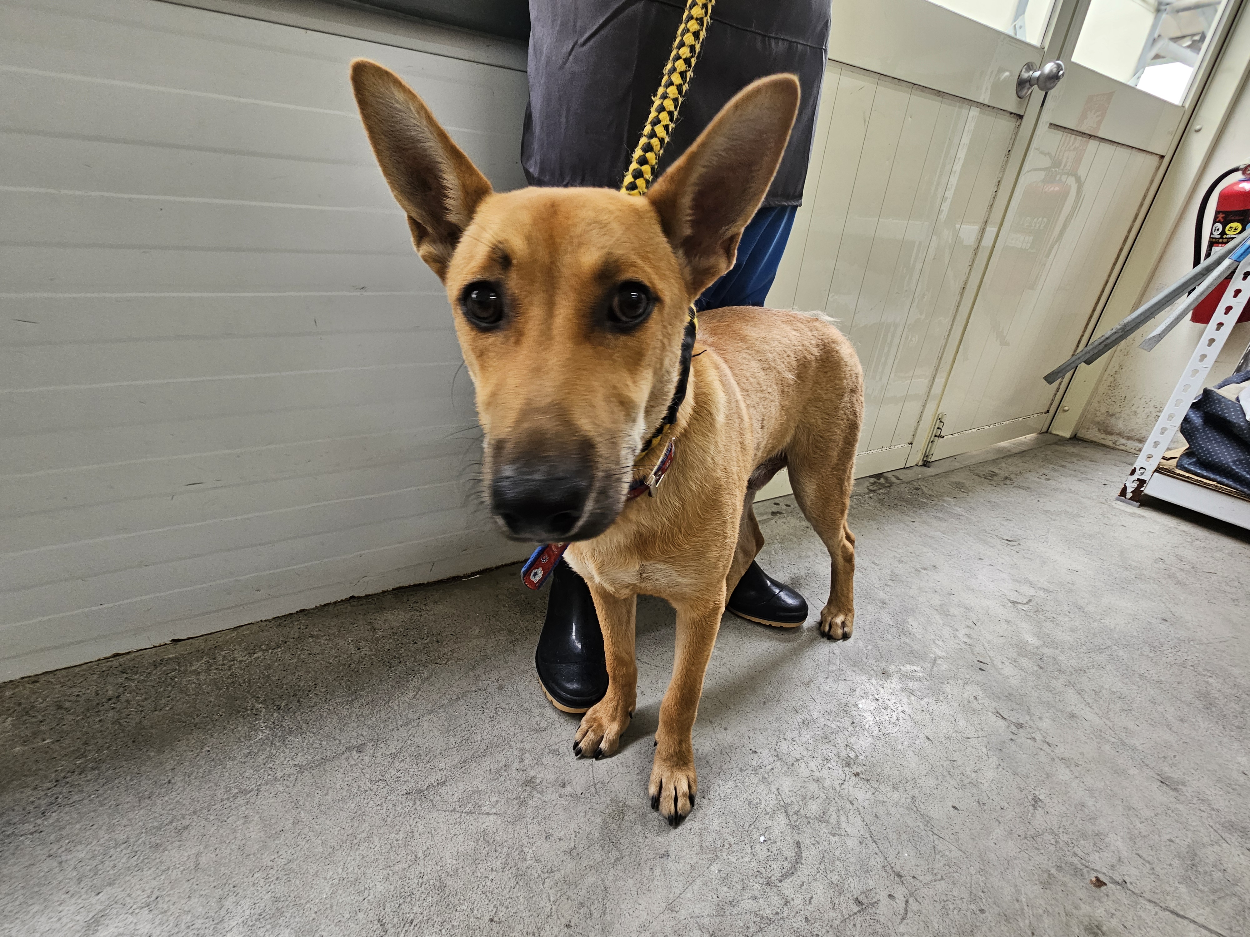 Photo of No. VAAAG114060810, Young · Male · Medium · Mixed breed