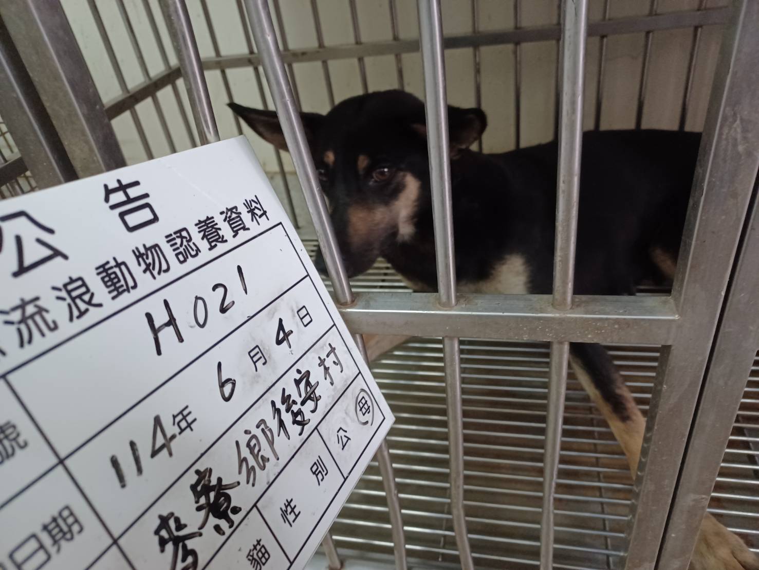 Photo of No. 114-H021D, Adult · Female · Large · Mixed breed