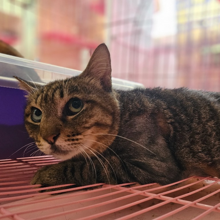 Photo of No. VAAAG114060802, Adult · Female · Medium · Mixed breed