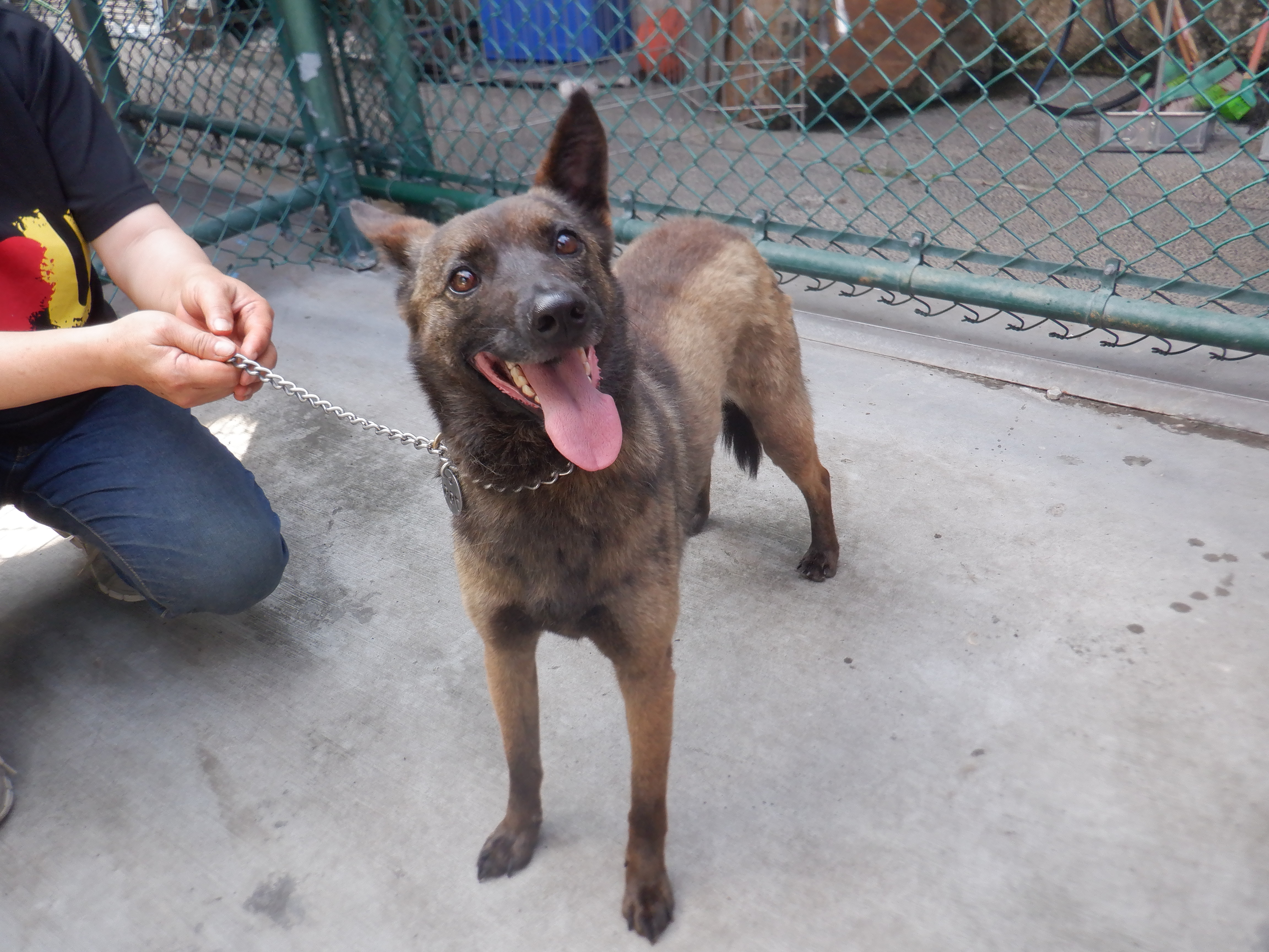 Photo of No. HAAAG1140611766, Adult · Female · Medium · Mixed breed