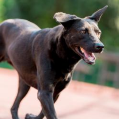 Photo of No. AAADG2018050810, Adult · Female · Medium · Mixed breed