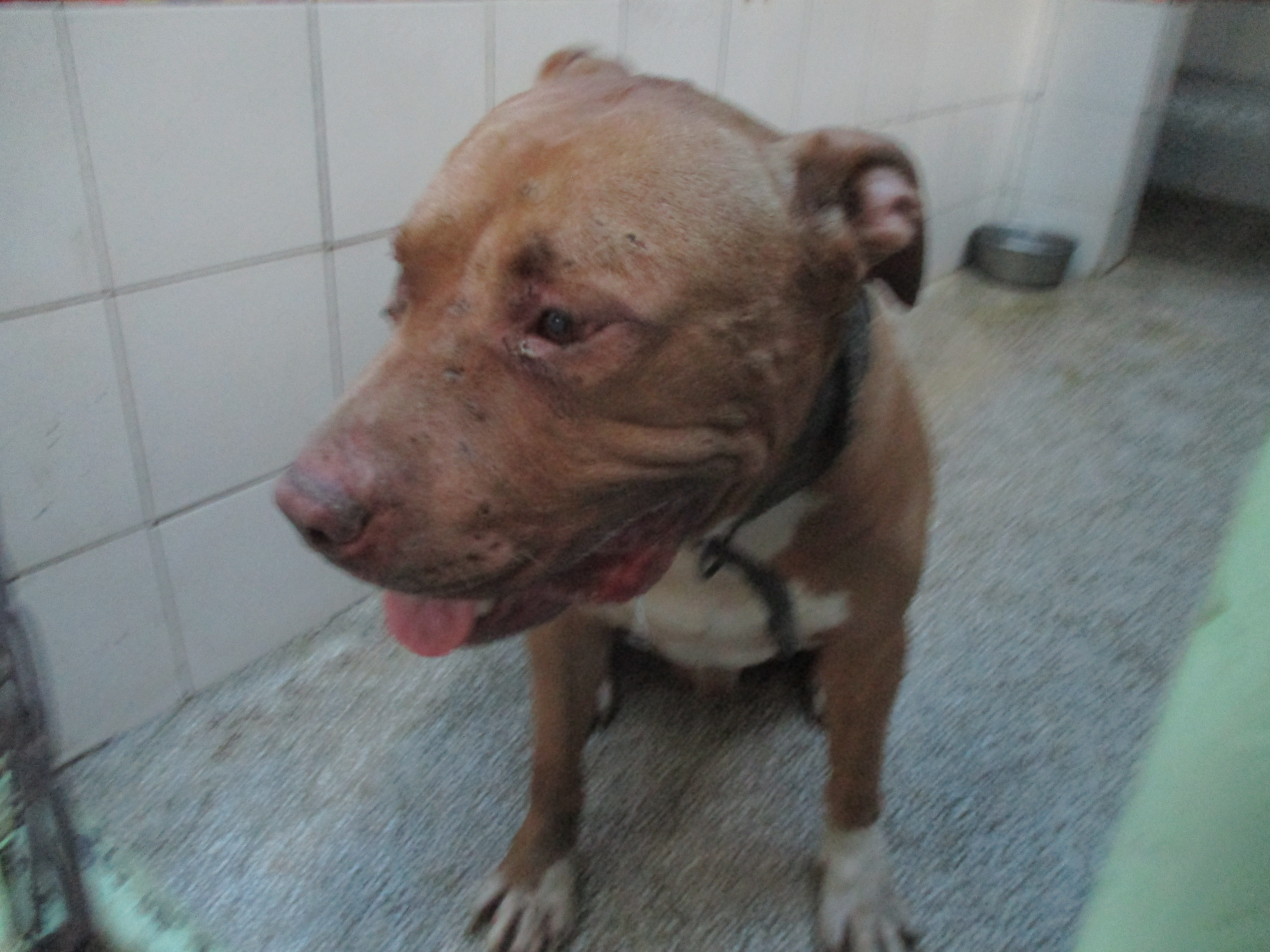 Brown adult male American Pit Bull Terrier, Large, shelter no. …3B12