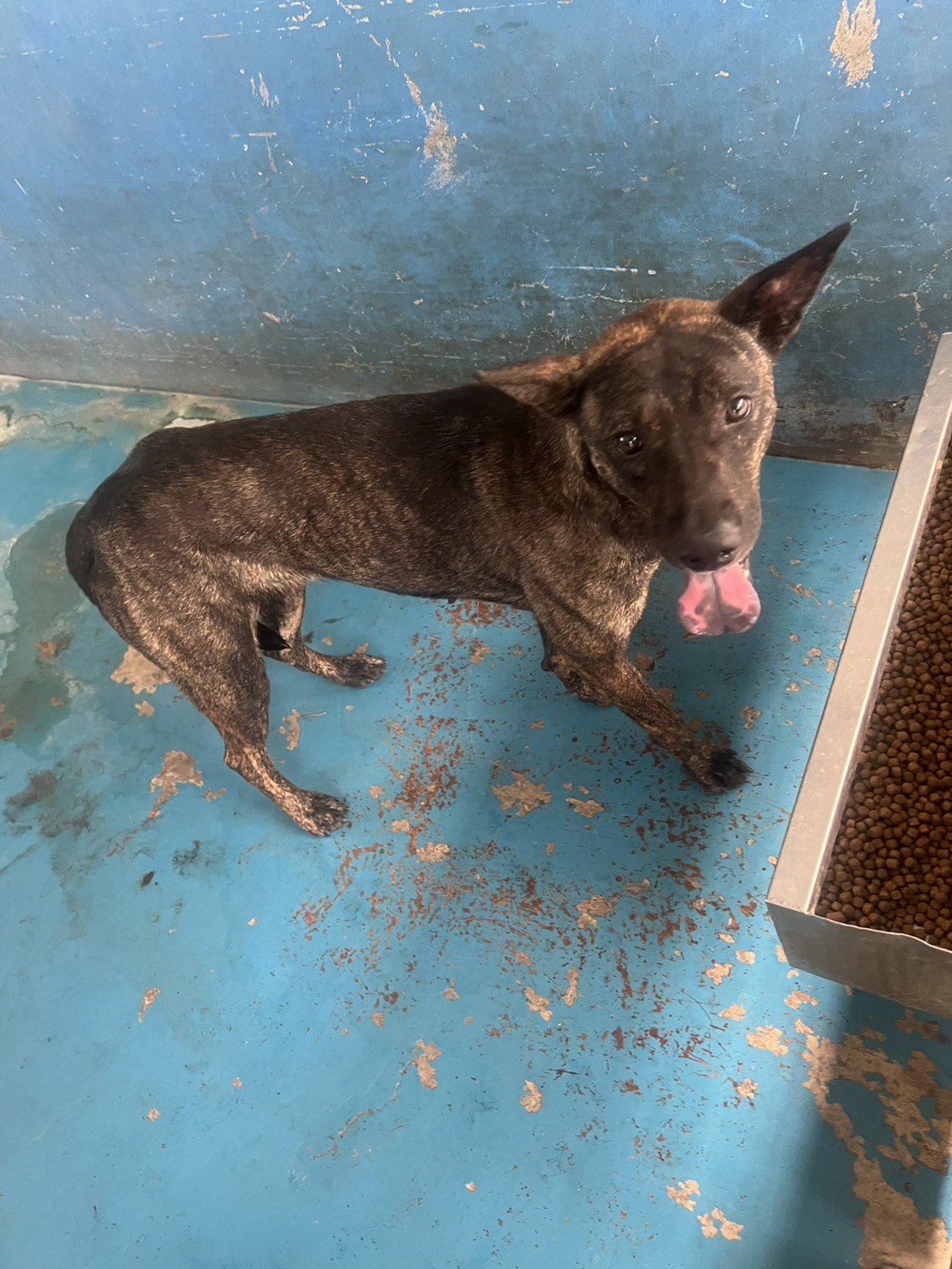 Tabby adult female mixed-breed dog, Large, shelter no. …6001