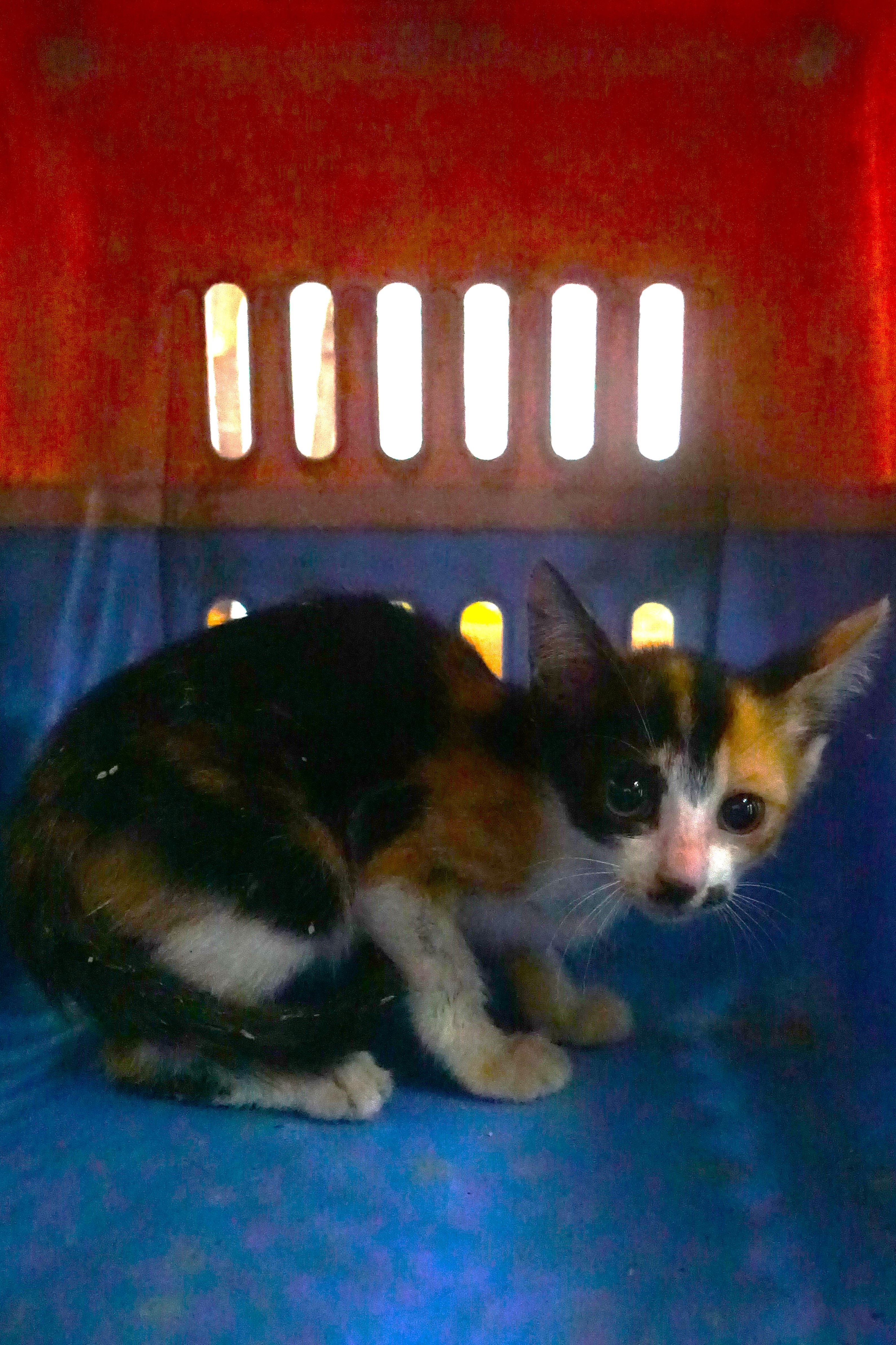 Calico young mixed-breed cat, Small, shelter no. …1069