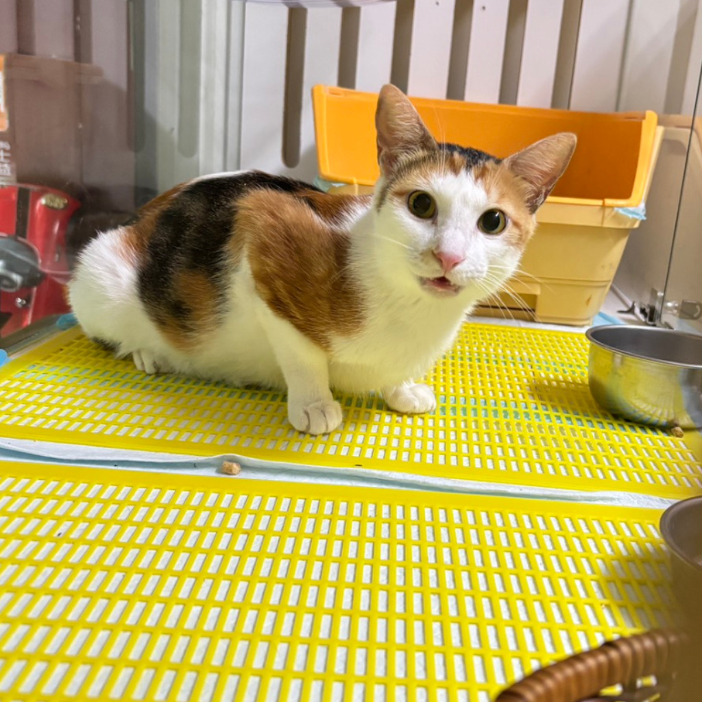 Photo of No. AAADG1140617001, Adult · Female · Small · Mixed breed