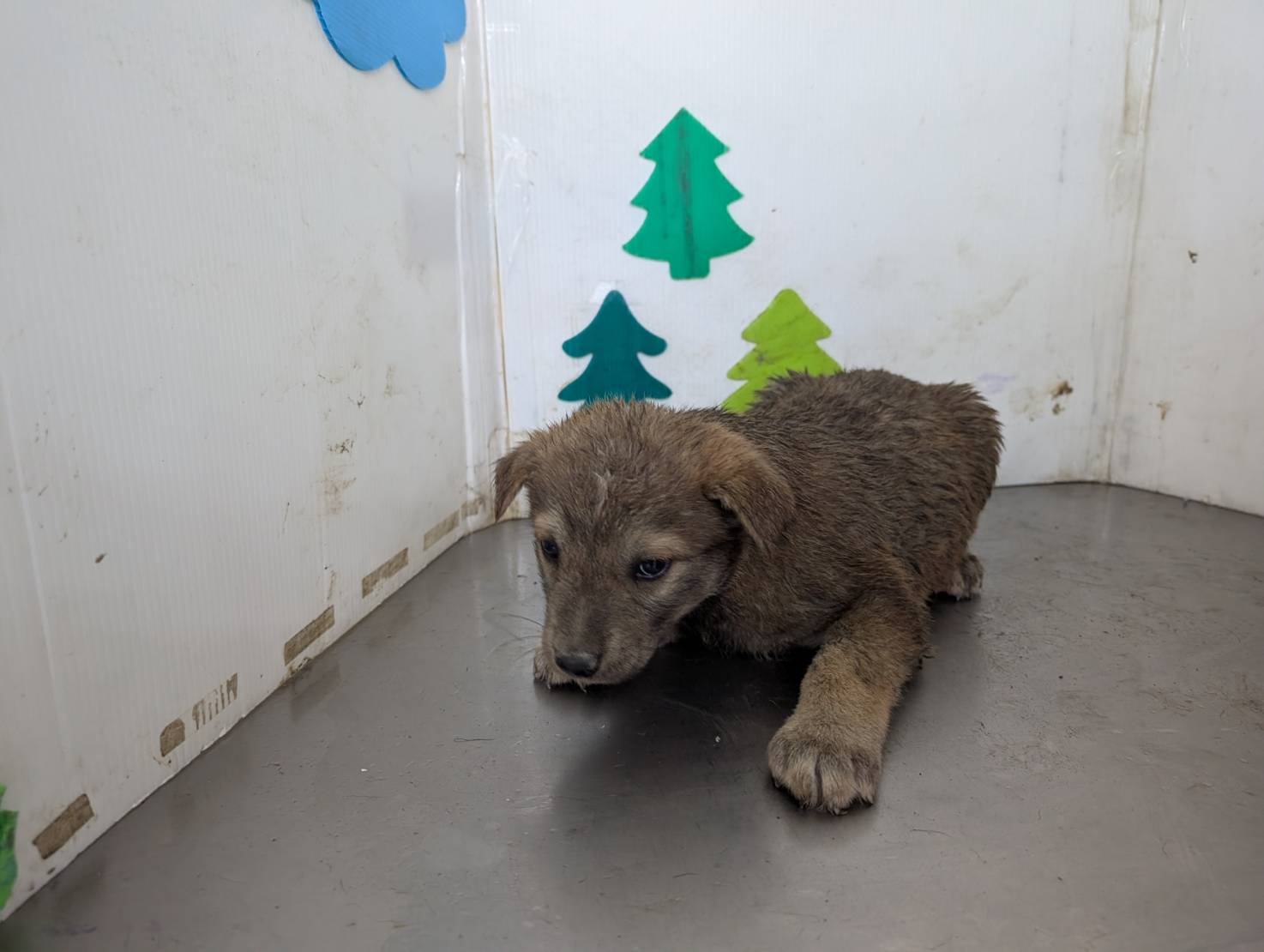 Photo of No. LAABG114021202, Adult · Male · Large · Mixed breed