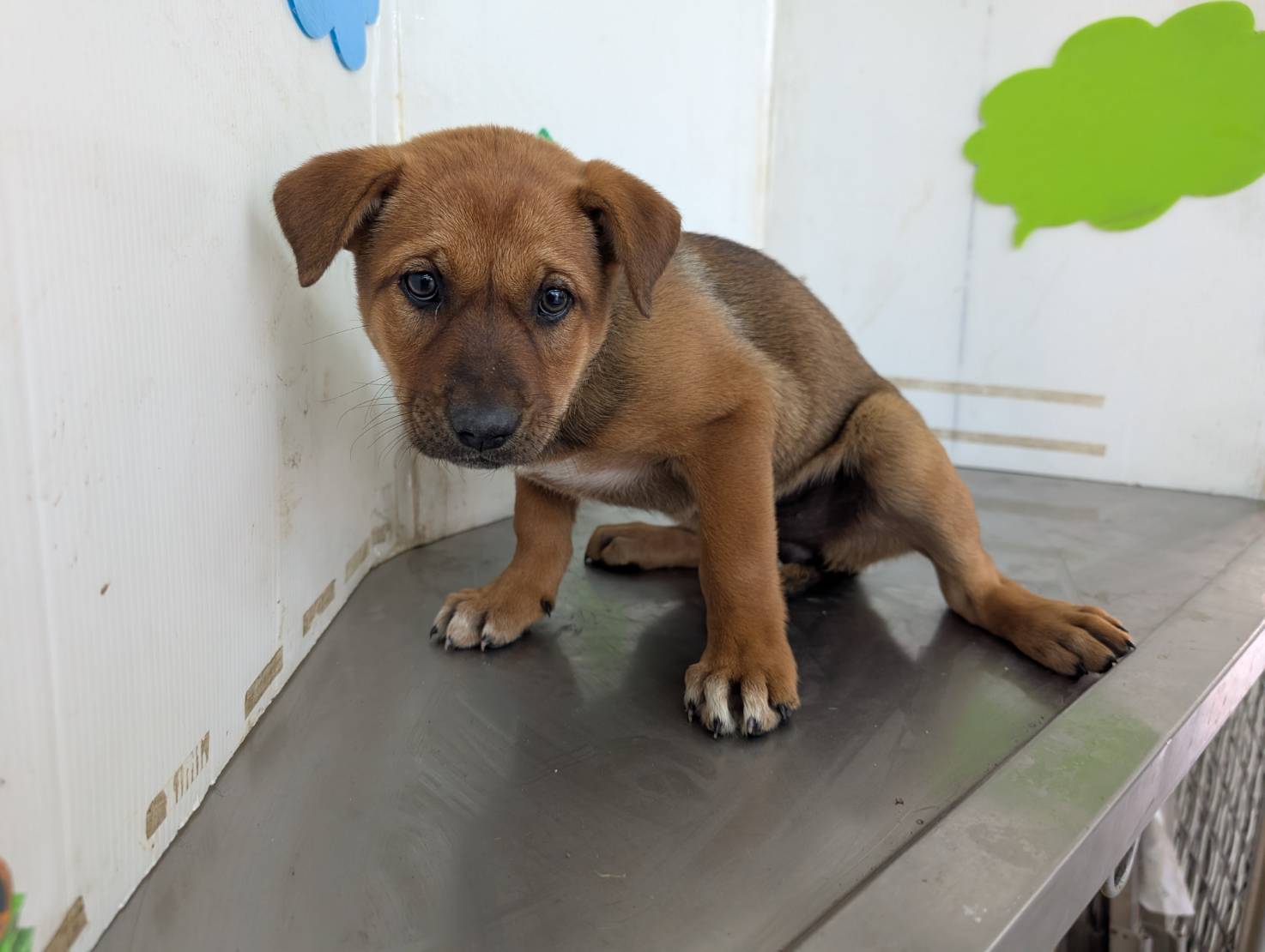 Photo of No. LAABG114022602, Adult · Female · Large · Mixed breed