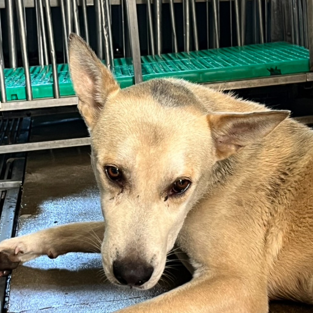 Tan-and-white adult male mixed-breed dog, Large, shelter no. …6007