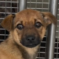 Photo of No. PAAAG1140526018, Young · Male · Medium · Mixed breed