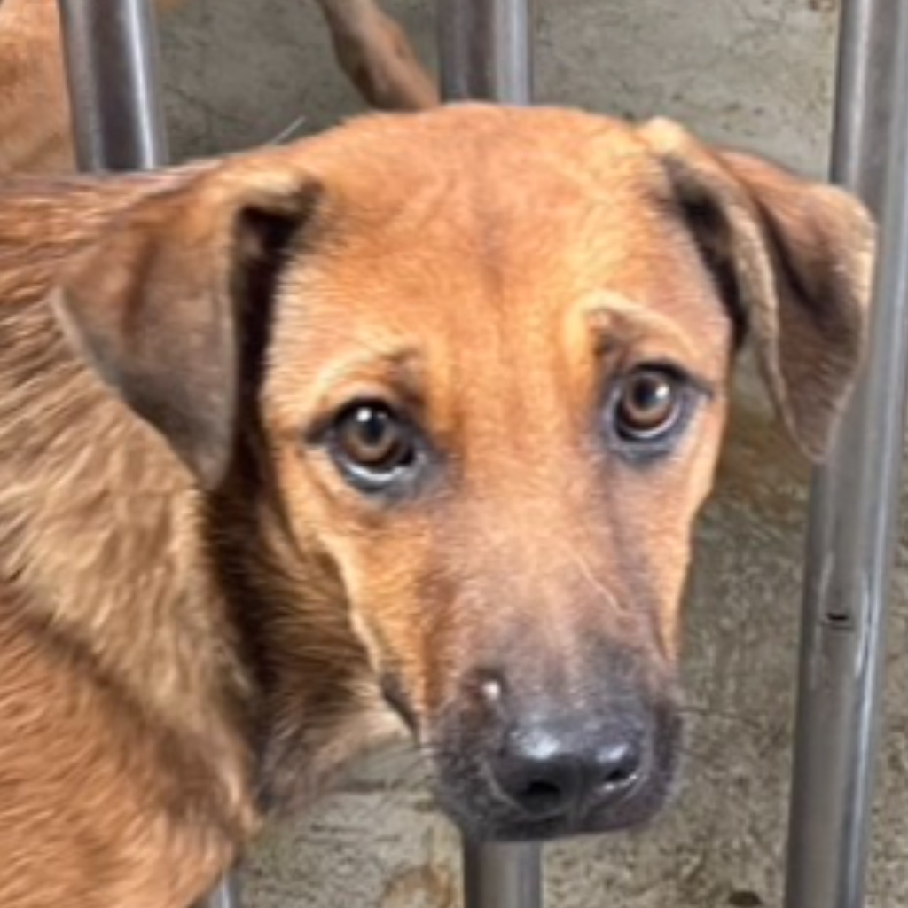Photo of No. PAAAG1140317009, Adult · Female · Medium · Mixed breed