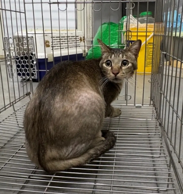 Tabby adult male mixed-breed cat, Medium, shelter no. …1001