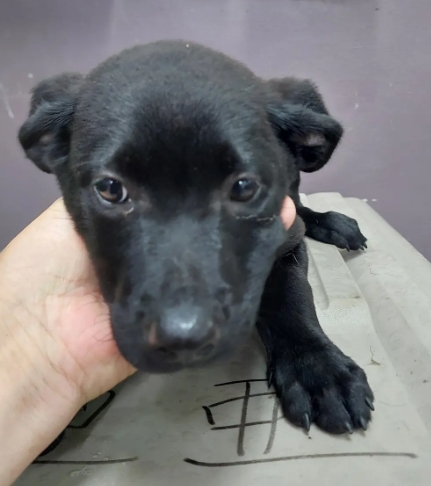 Photo of No. AAAHG1140617005, Young · Male · Medium · Mixed breed