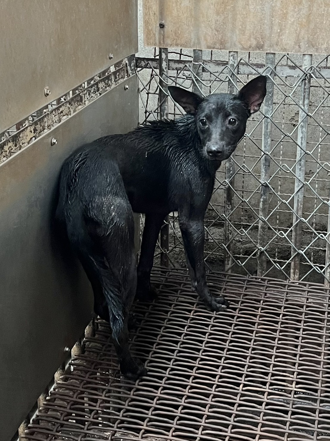Photo of No. GAAAG1140627001, Young · Female · Small · Mixed breed