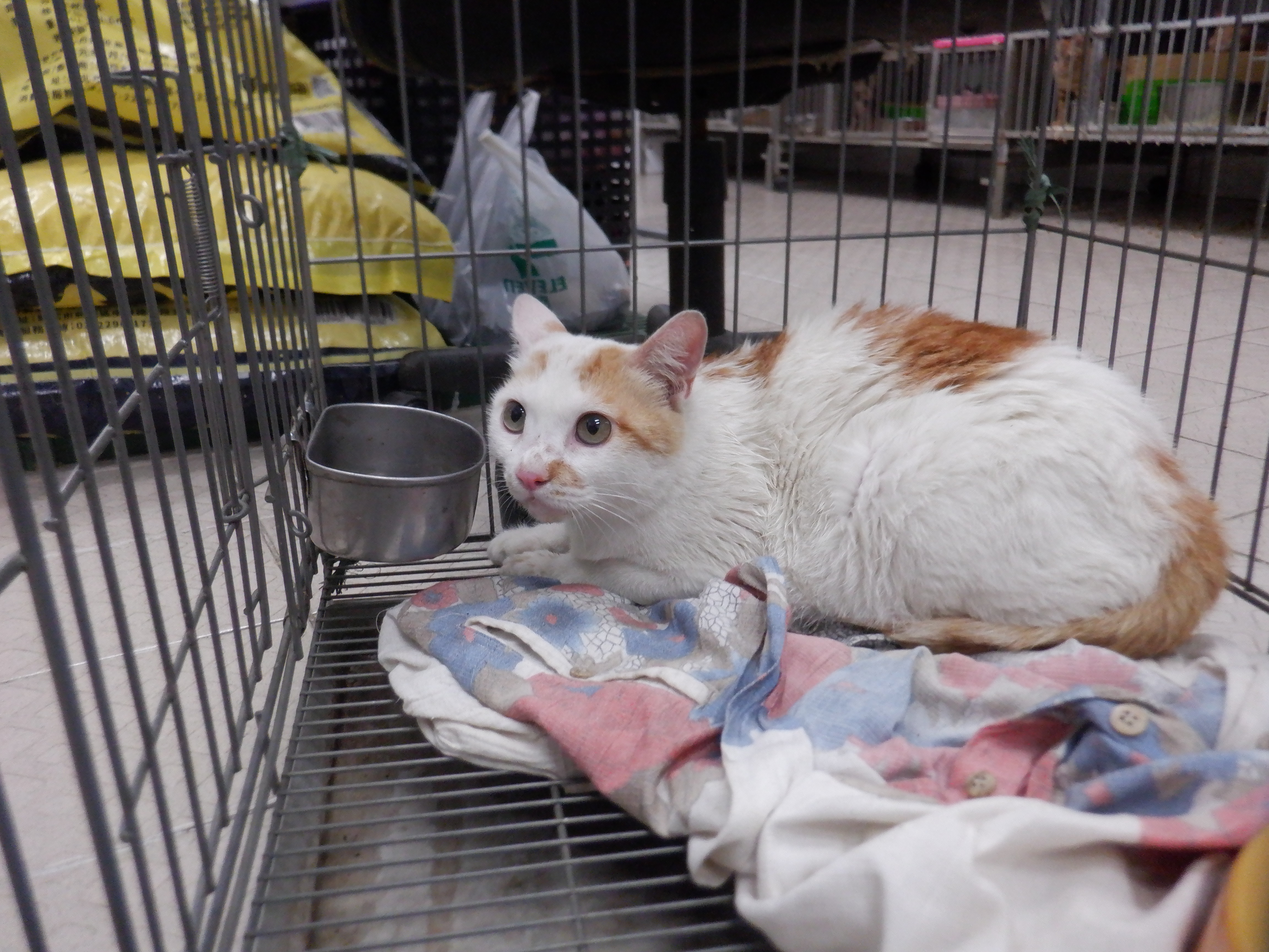 Photo of No. HAAAG1140626C3, Adult · Female · Small · Mixed breed