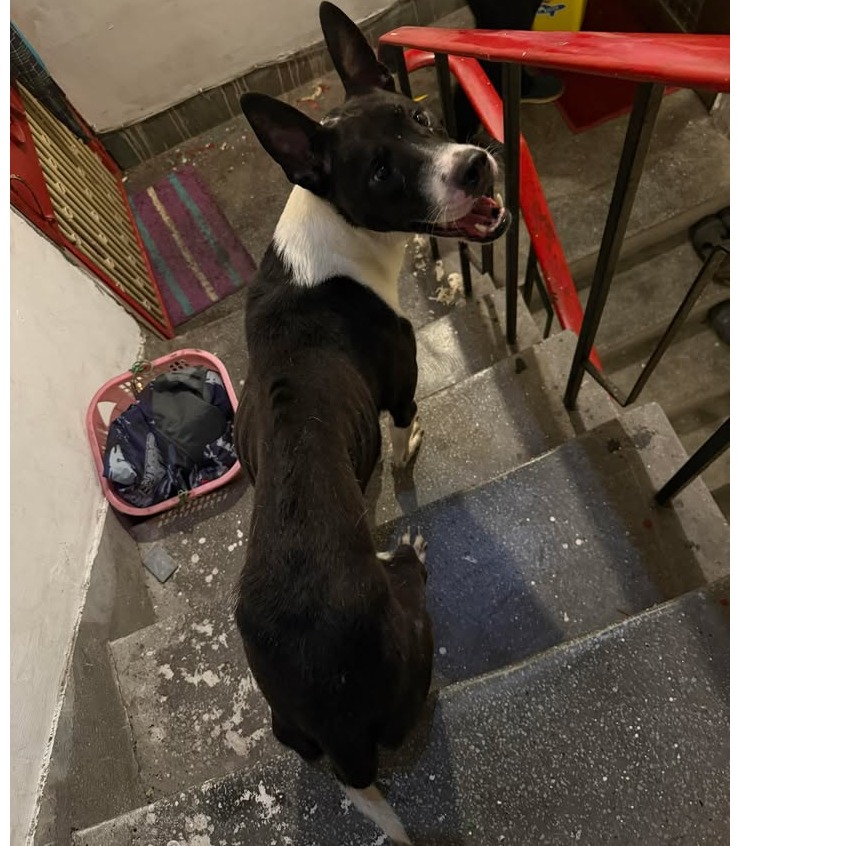 Black-and-white adult male mixed-breed dog, Medium, shelter no. …7001