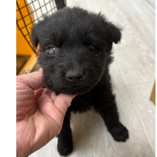 Photo of No. AAAHG1140617004, Young · Male · Medium · Mixed breed
