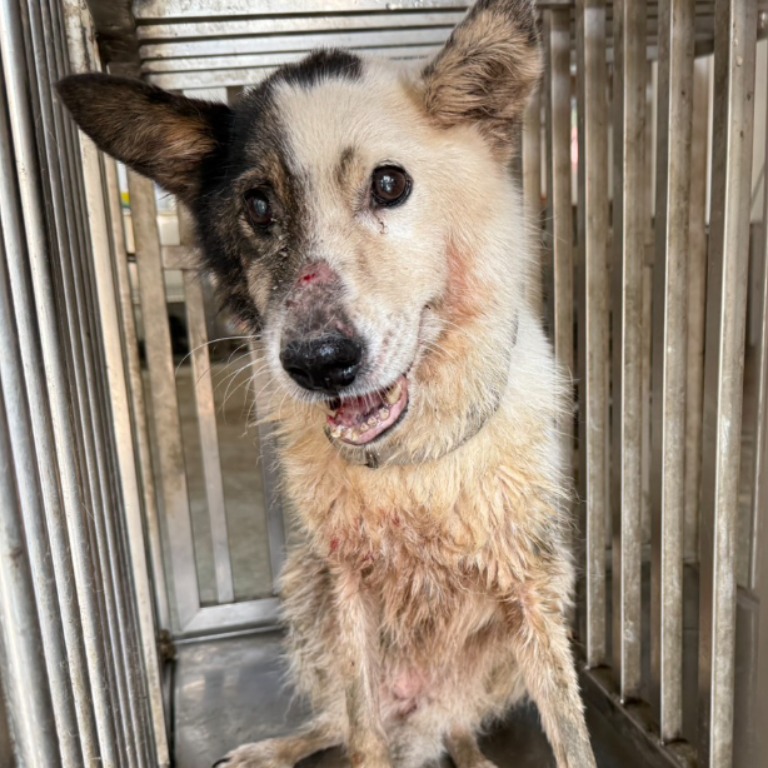 Patched-and-white adult female mixed-breed dog, Medium, shelter no. …1-02