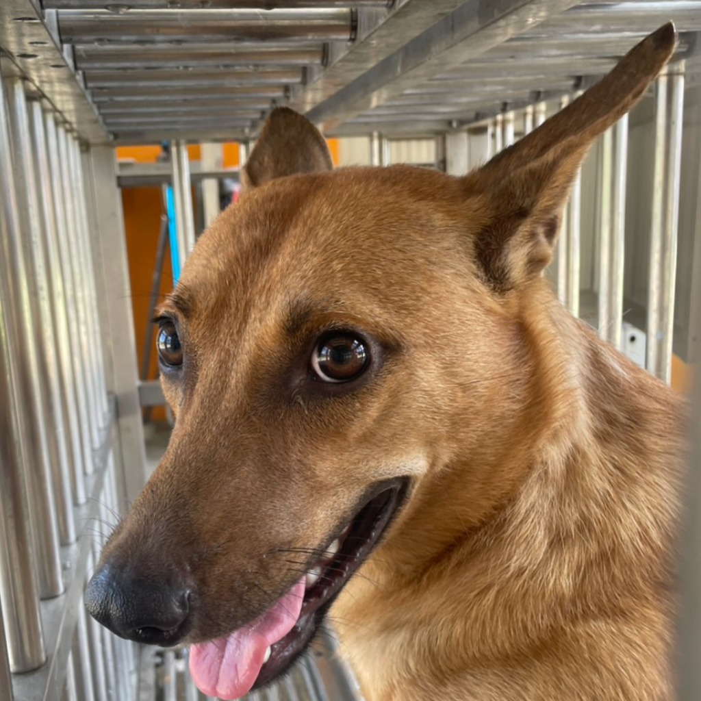Photo of No. PAAAG1140701001, Adult · Male · Large · Mixed breed