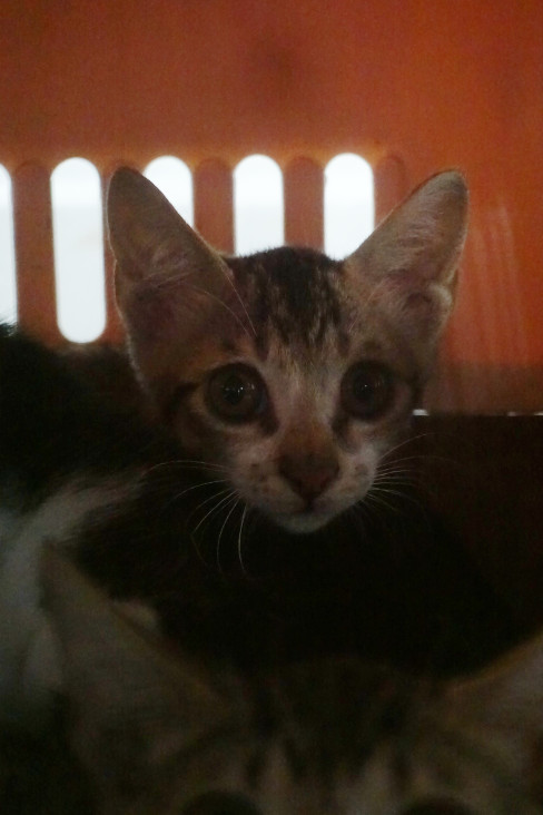 Photo of No. 1141165, Young · Small · Mixed breed