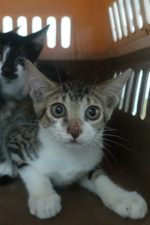 Photo of No. 1141166, Young · Small · Mixed breed