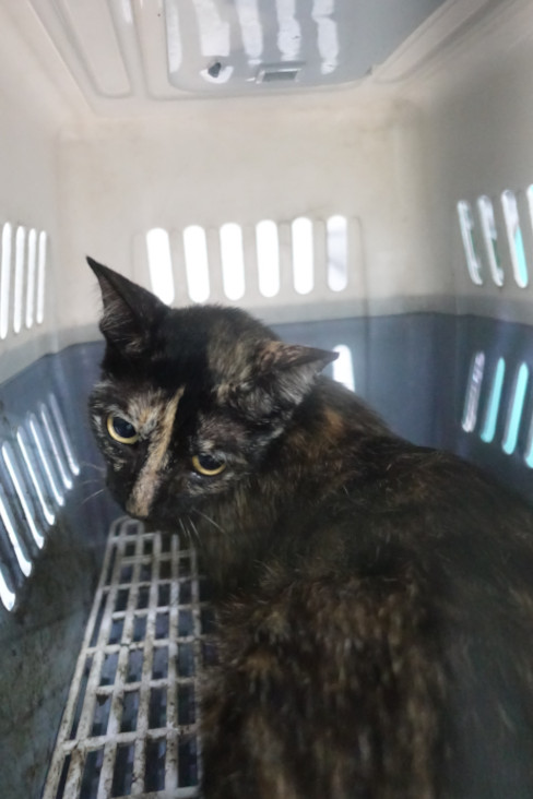 Photo of No. 1141170, Adult · Large · Mixed breed
