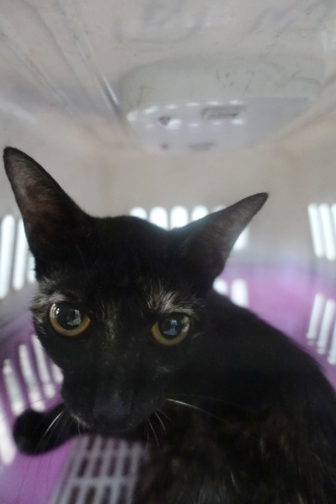 Photo of No. 1141171, Adult · Large · Mixed breed