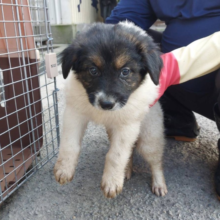 Photo of No. AAAEG1140705001, Young · Male · Medium · Mixed breed