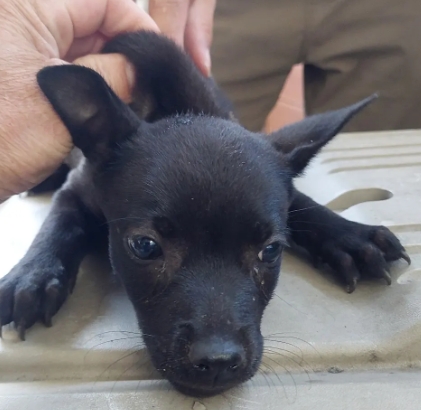 Black young female mixed-breed dog, Medium, shelter no. …7011