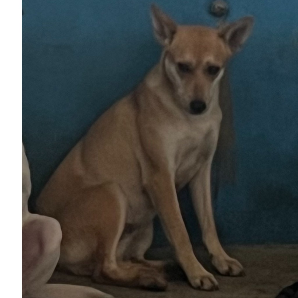 Photo of No. EAAAG1140110003, Adult · Female · Large · Mixed breed