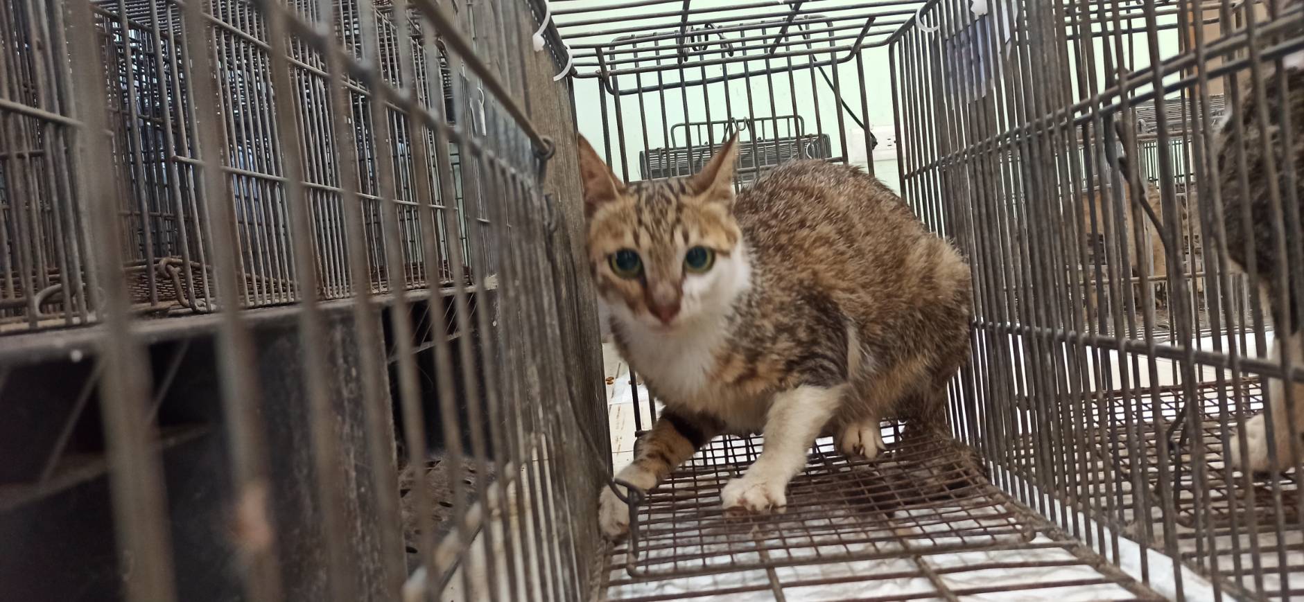 Photo of No. 1140707C03, Adult · Female · Small · Mixed breed
