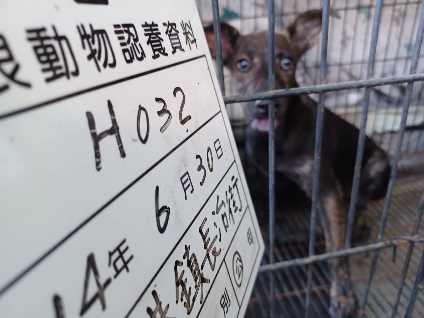 Photo of No. 114-H032D, Adult · Male · Medium · Mixed breed