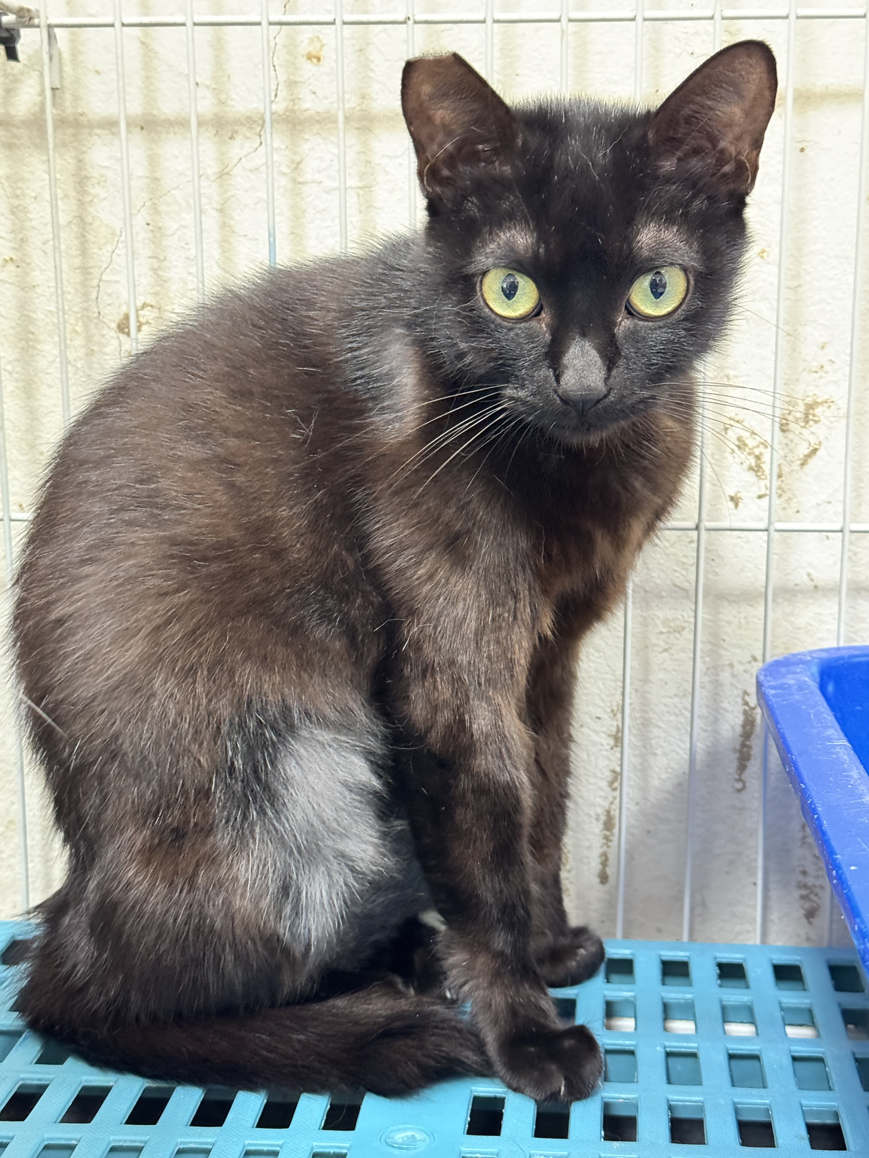 Photo of No. EAAAG1140709020, Adult · Female · Large · Mixed breed