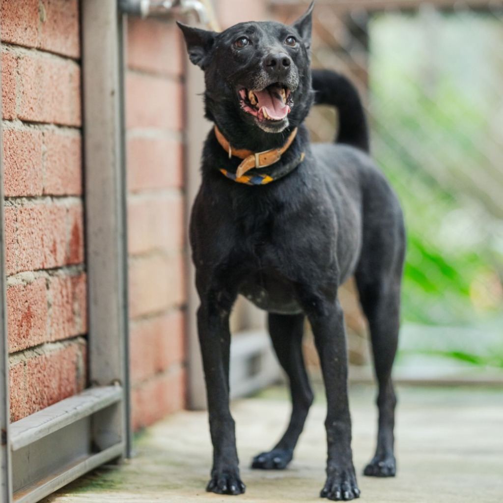 Black adult male mixed-breed dog, Medium, shelter no. …9001