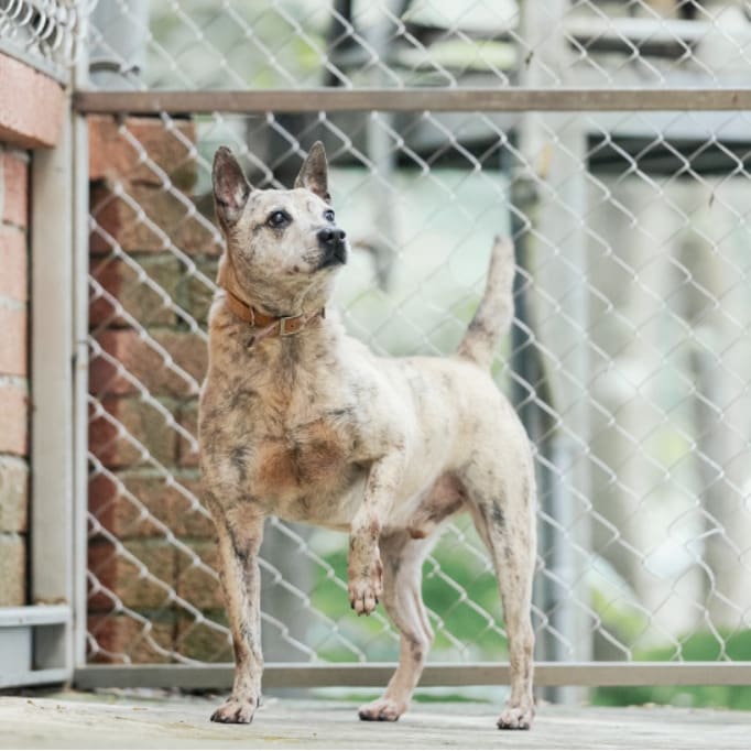 Tabby adult male mixed-breed dog, Medium, shelter no. …8002