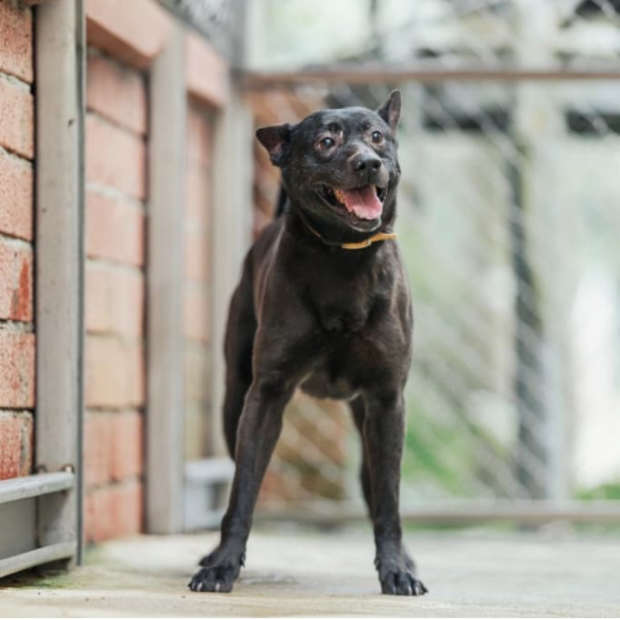Black adult male mixed-breed dog, Medium, shelter no. …3002